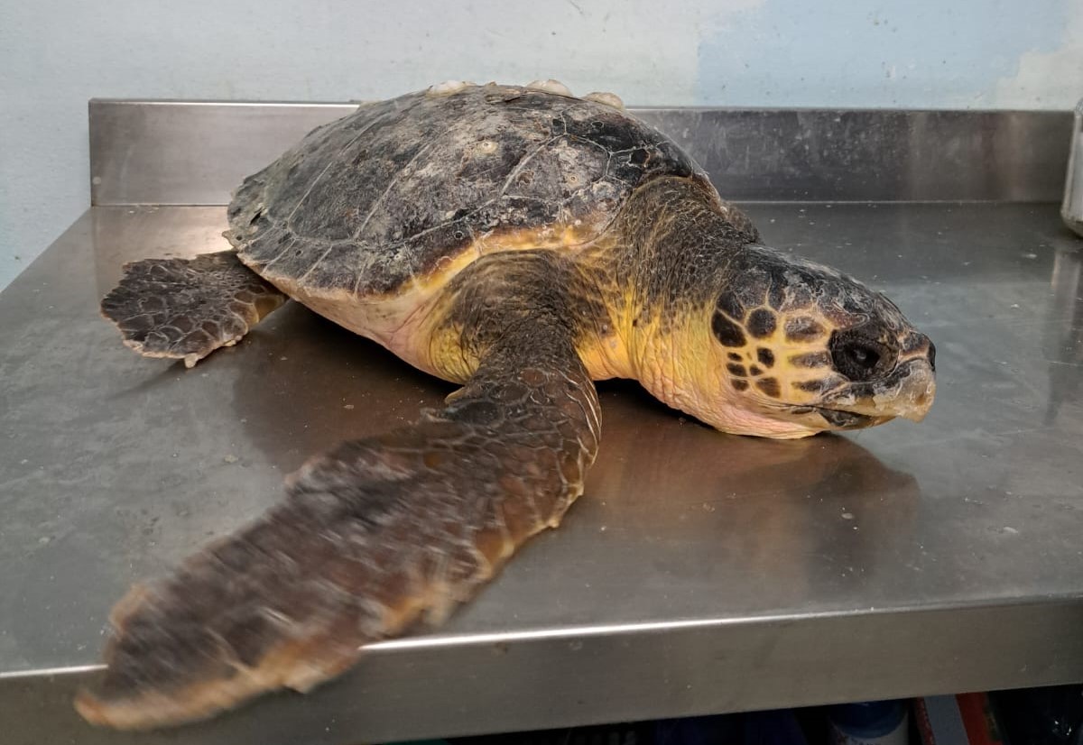 Tartaruga Caretta caretta salva grazie alla segnalazione di un cittadino