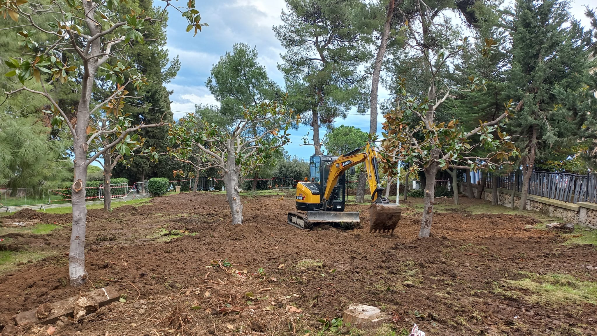 Nuova vita per dieci alberi di magnolia del cimitero: trasferiti nella villa comunale